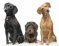 Huis-aan-huis controles hondenbelasting