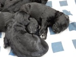 pasgeboren-pups