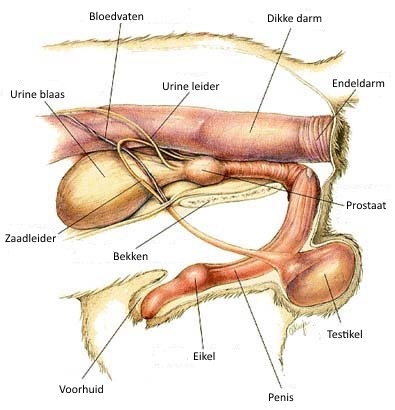 Anatomie-hond-prostaat