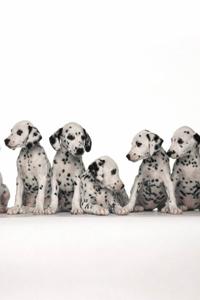 dalmatier-pups