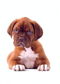 bordeaux-dog-puppy
