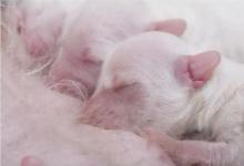 Aangepaste koolhydraat Aanstellen Verzorging van pasgeboren puppy's | Dierenkliniek Kenaupark