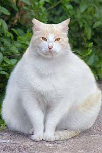 overgewicht kat