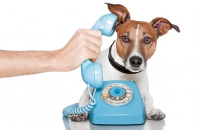 hond-met-telefoon