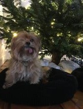 hond-onder-kerstboom