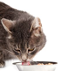 kat-niet-eten-gevaarlijk