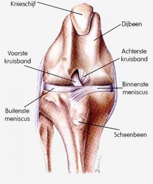 Voorste Kruisband Vkb Letsel Bij De Hond Dierenkliniek Kenaupark
