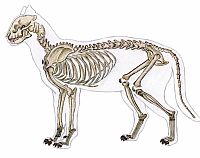 skelet-kat