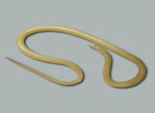spoelworm