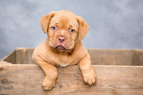 Hond pup