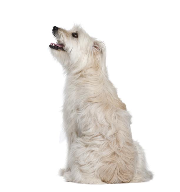 Hond pijn
