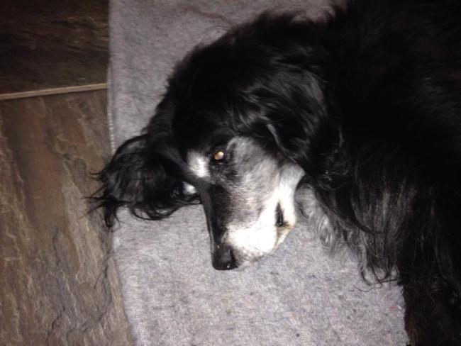 Hond euthanasie