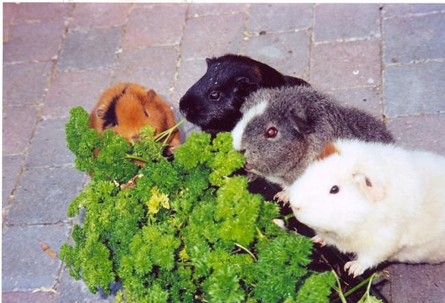 Cavia eten