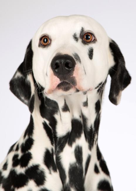 Hond
