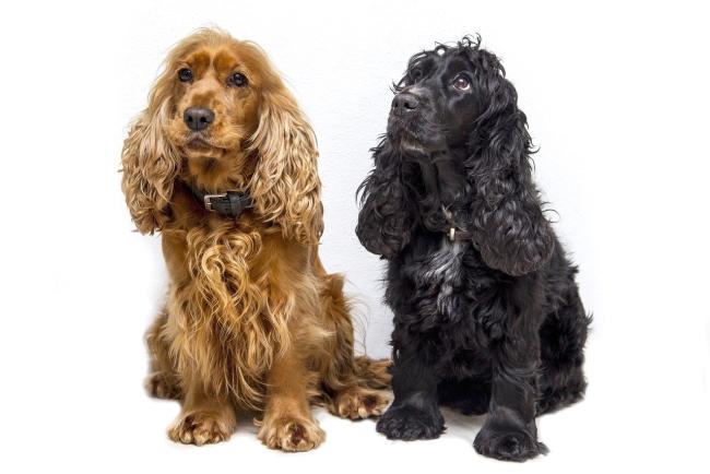 Hond vaccineren