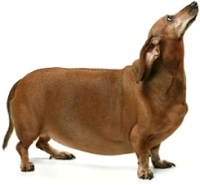 overgewicht-hond